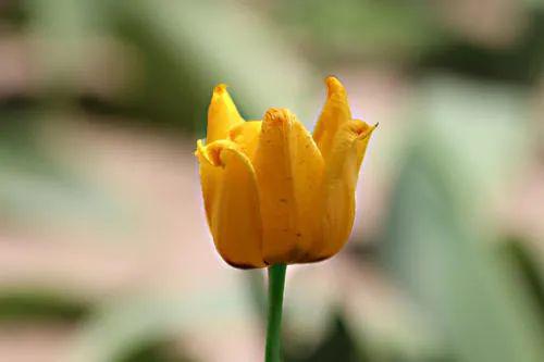 母亲节里_母亲节母亲_23年母亲节