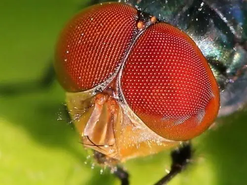 放大镜特效_特效放大镜在哪_特效放大镜怎么弄美图秀秀