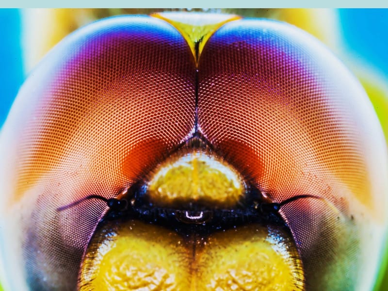 特效放大镜在哪_特效放大镜怎么弄美图秀秀_放大镜特效