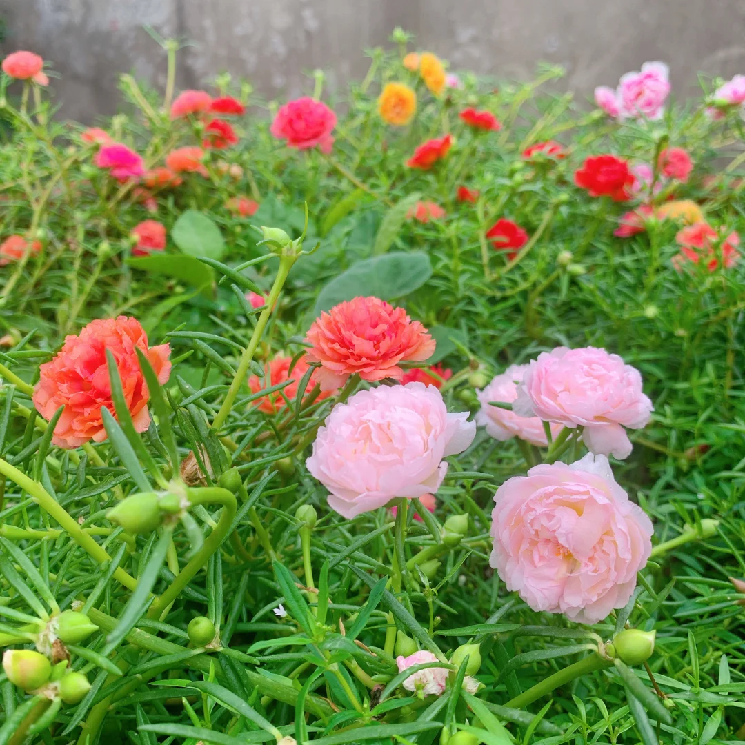 有花萌_萌花有主的意思_萌花有主江苏食品科技有限公司