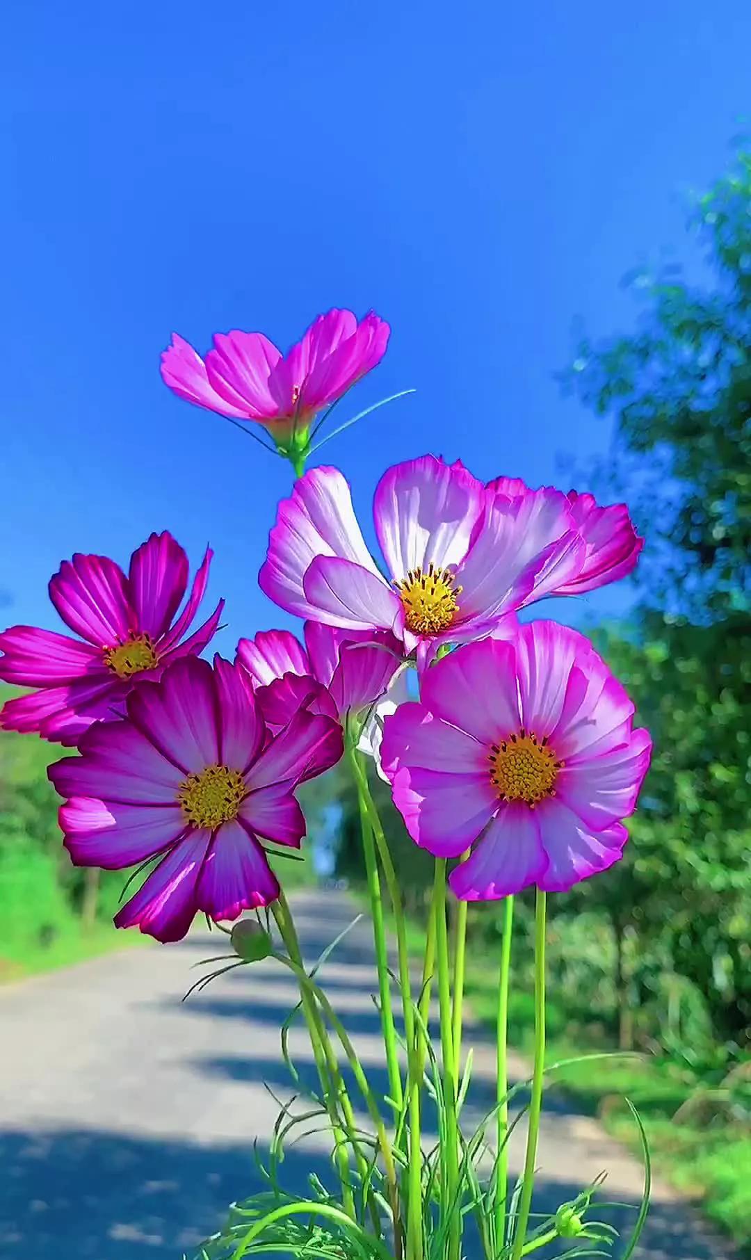 世界第一的初恋_初恋世界第一_初恋世界第一第三季