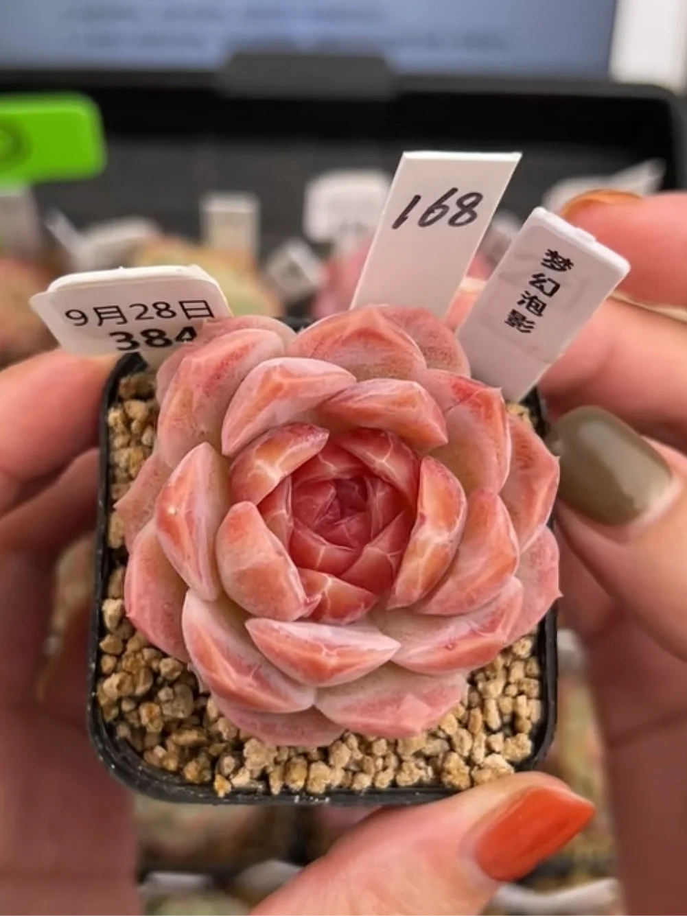 无限泡影无效的是什么_无限泡影_无限泡影为什么贵