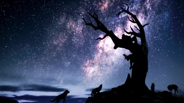 阿尔法狼伴归途在线高清免费观看_阿尔法狼伴归途在线观看高清_阿尔法狼伴归途在线观看免费