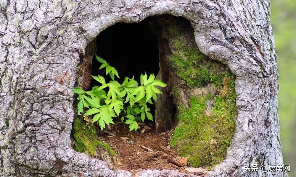 ios复制粘贴_apple复制粘贴_苹果怎么复制粘贴