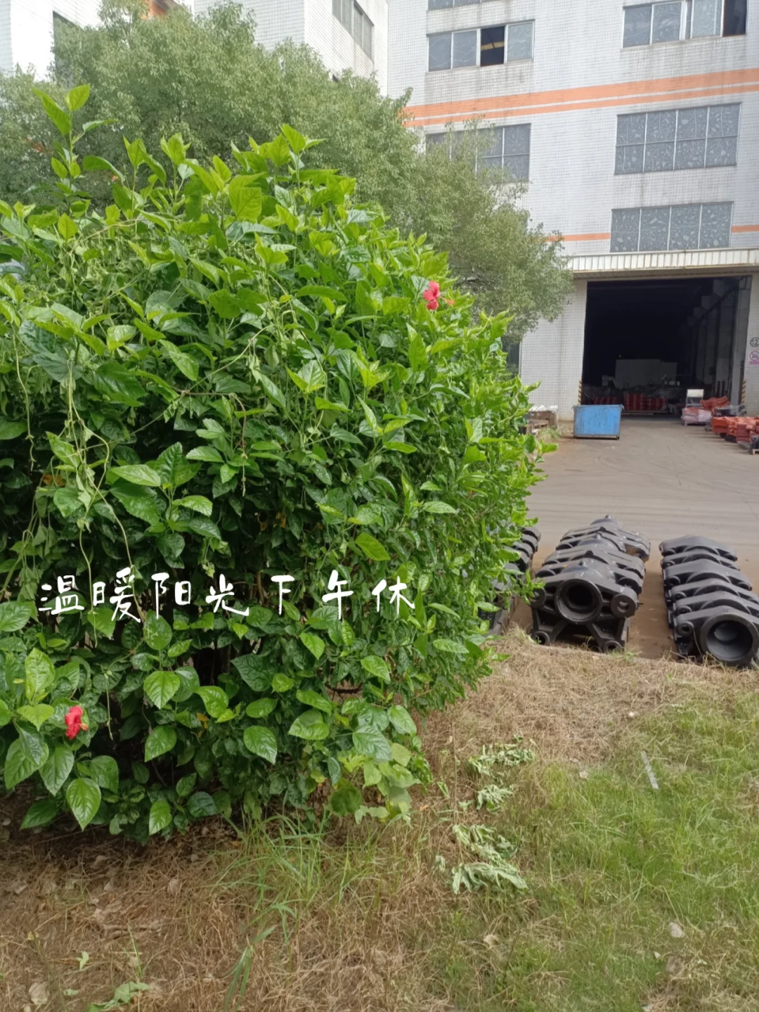 海苔男_海苔男百度百科_海苔男老公是谁