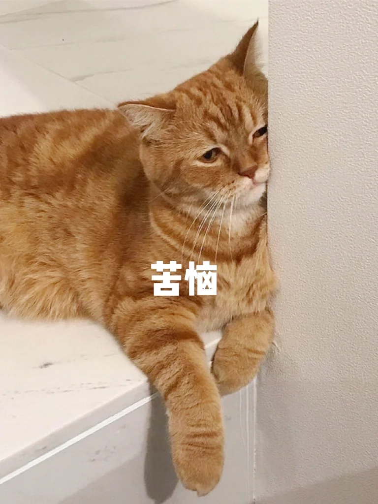 圆规小姐游戏正版手机游戏_homegrownpet游戏手机版_破解版手机游戏