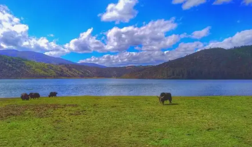 水绿色宝石_绿宝石水花_绿宝石水花是什么意思