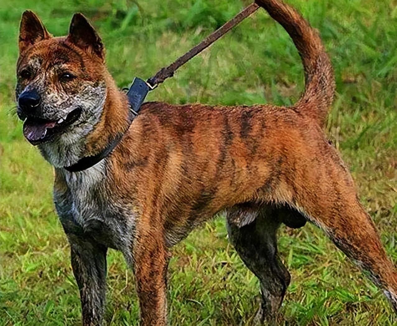冒险狗下载_短腿猎犬冒险游戏手机_冒险狗无限钻石破解版