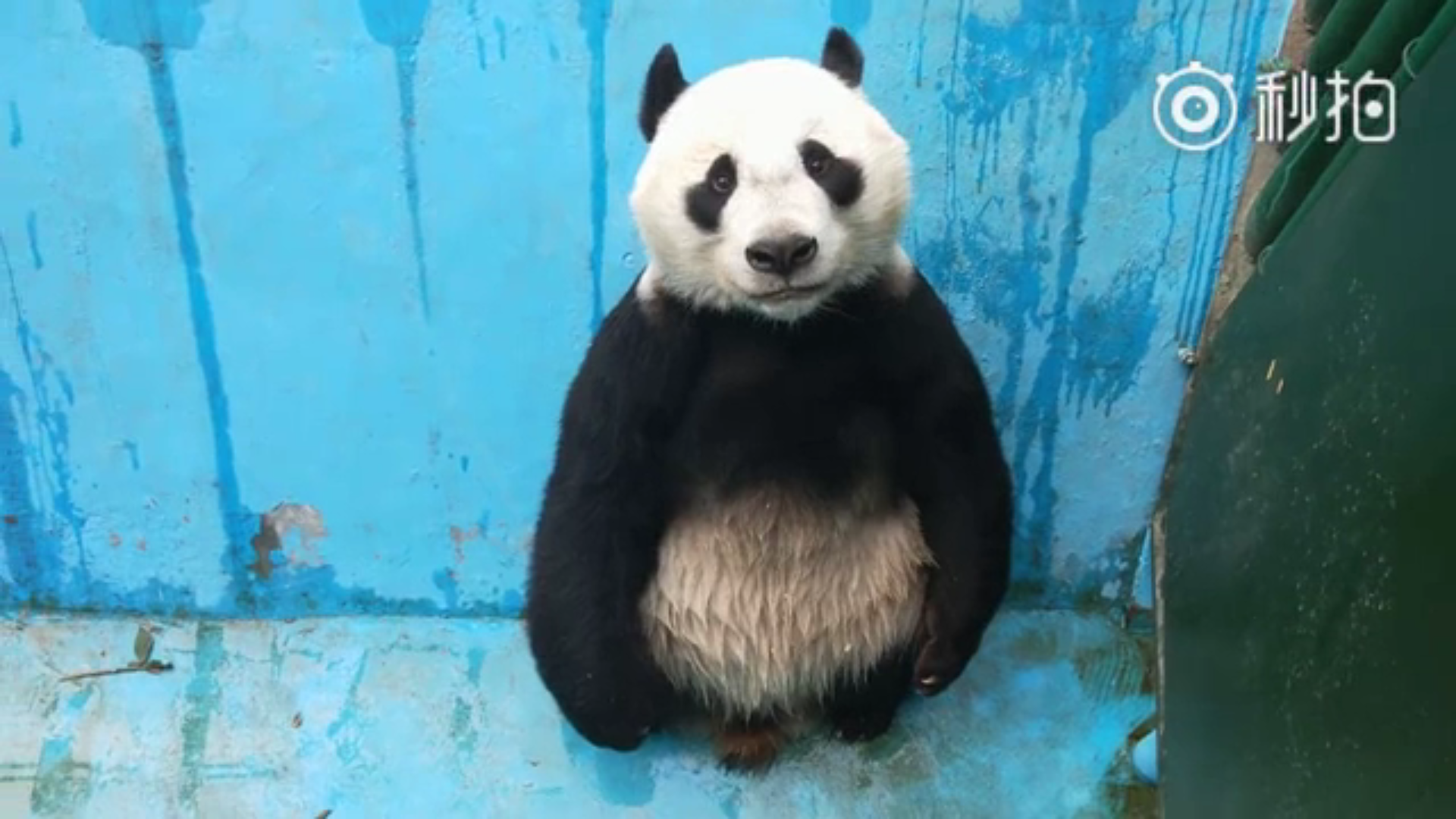秒拍视频福利_秒拍视频福利_秒拍视频福利