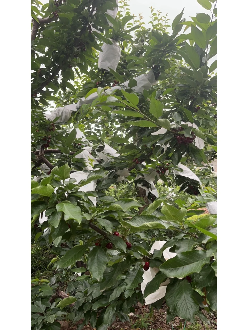顺丰停住不走了_顺丰快递停_顺丰停发