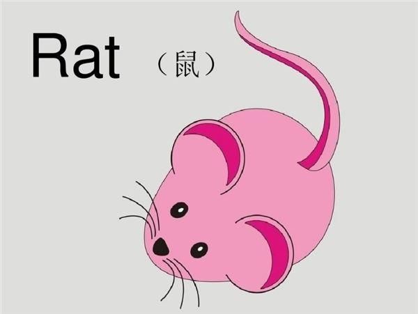 属鼠年分别是哪一年_属鼠的年份_鼠年属啥