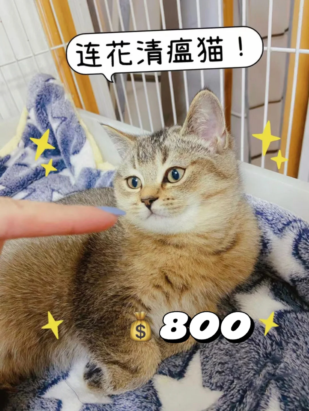 弟弟抢手机游戏_抢小弟的游戏_弟弟抢手机该怎么办