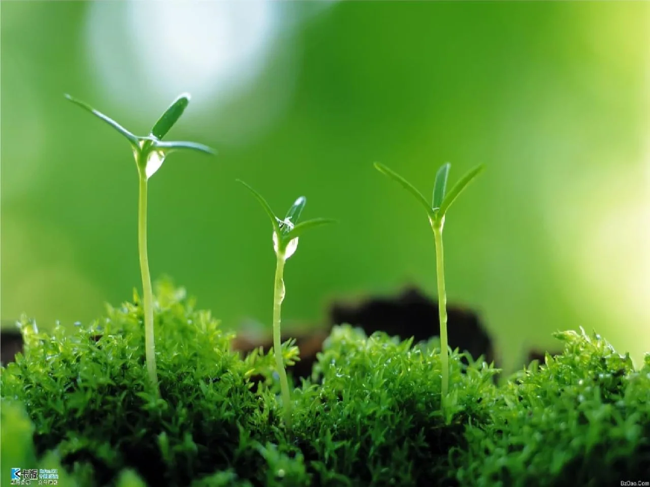 卓定knight_卓定_卓定涛