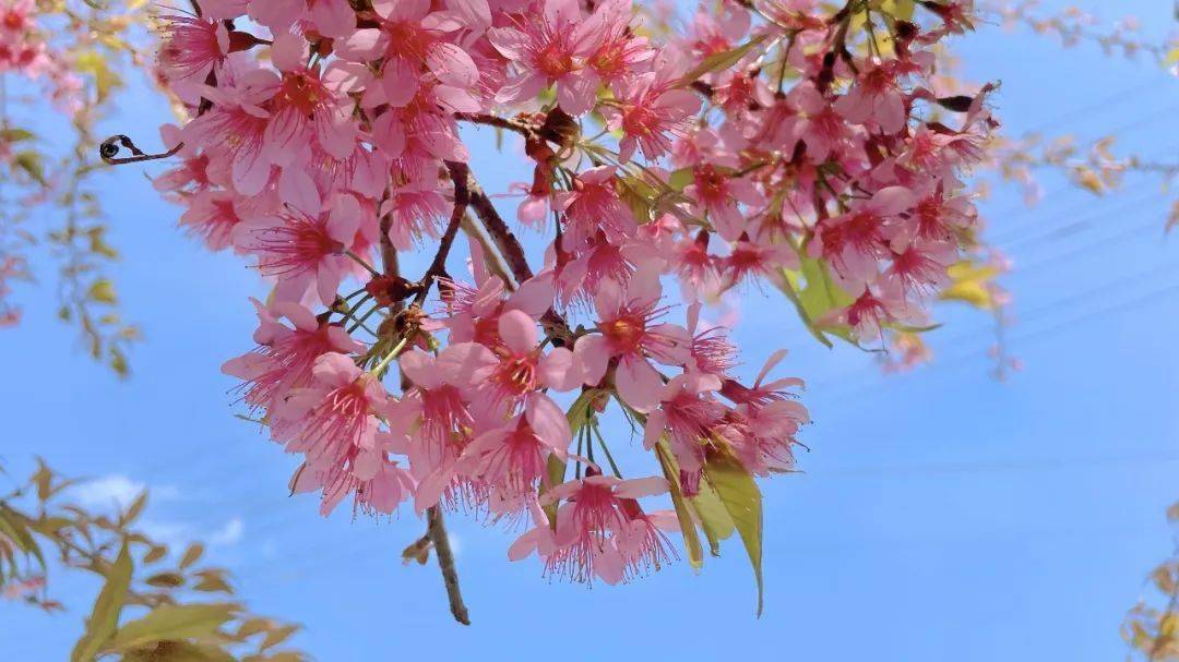 初八是什么日子_初八结婚好不好_四月初八