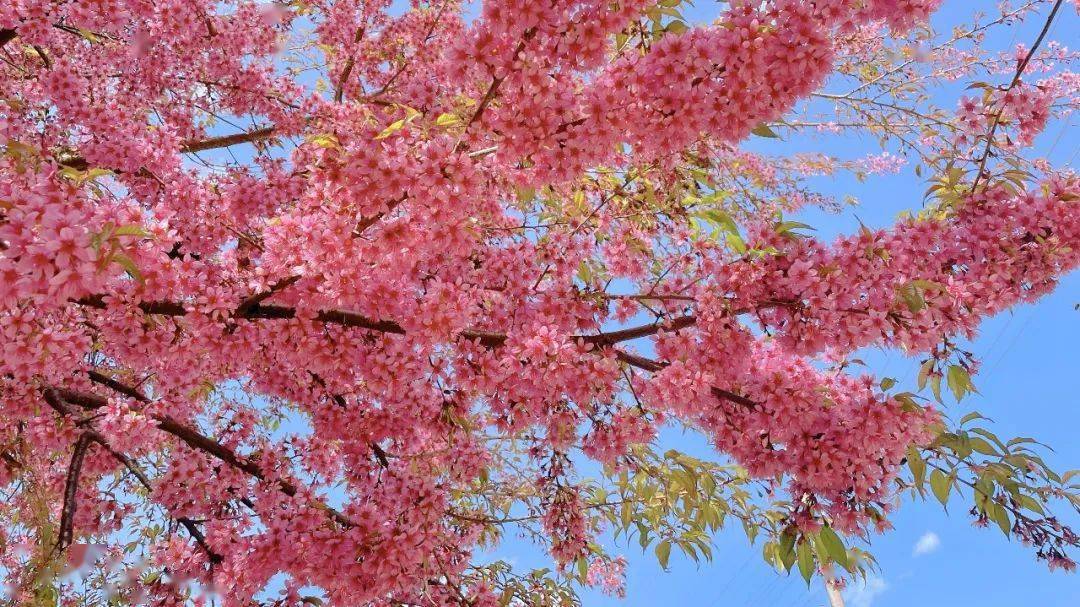 初八是什么日子_四月初八_初八结婚好不好