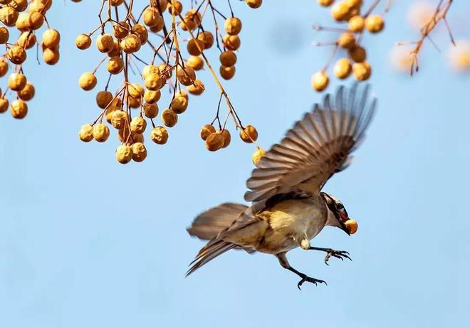 坚果的游戏_坚果游戏网_儿童坚果手机游戏