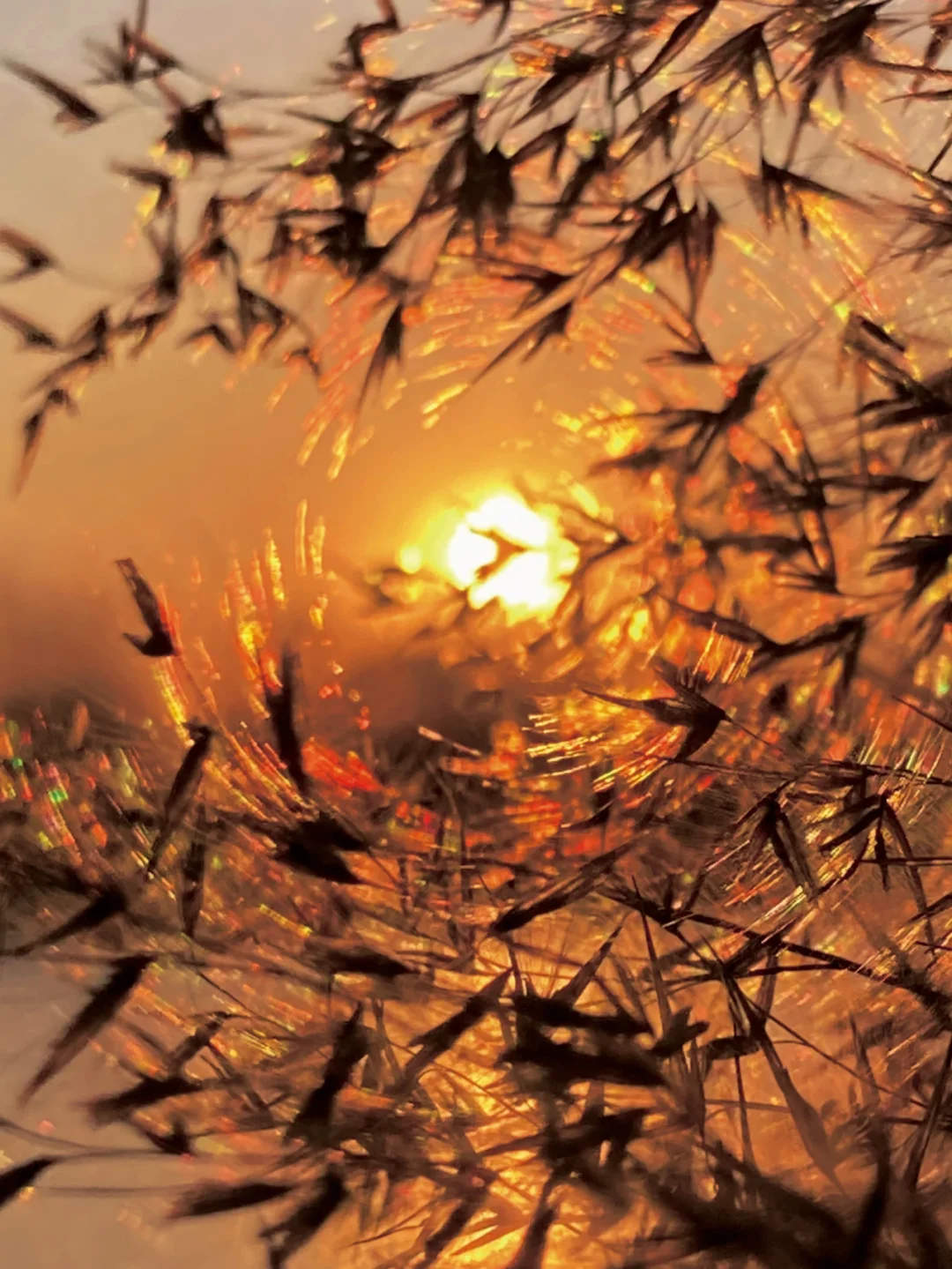 存档摄影手机游戏有哪些_存档摄影手机游戏怎么玩_存档游戏手机摄影