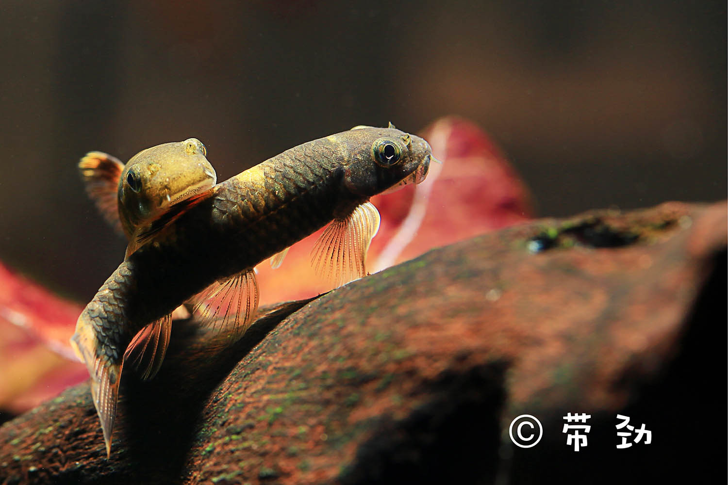 手机游戏平台_手机游戏捕鱼_cta 手机游戏