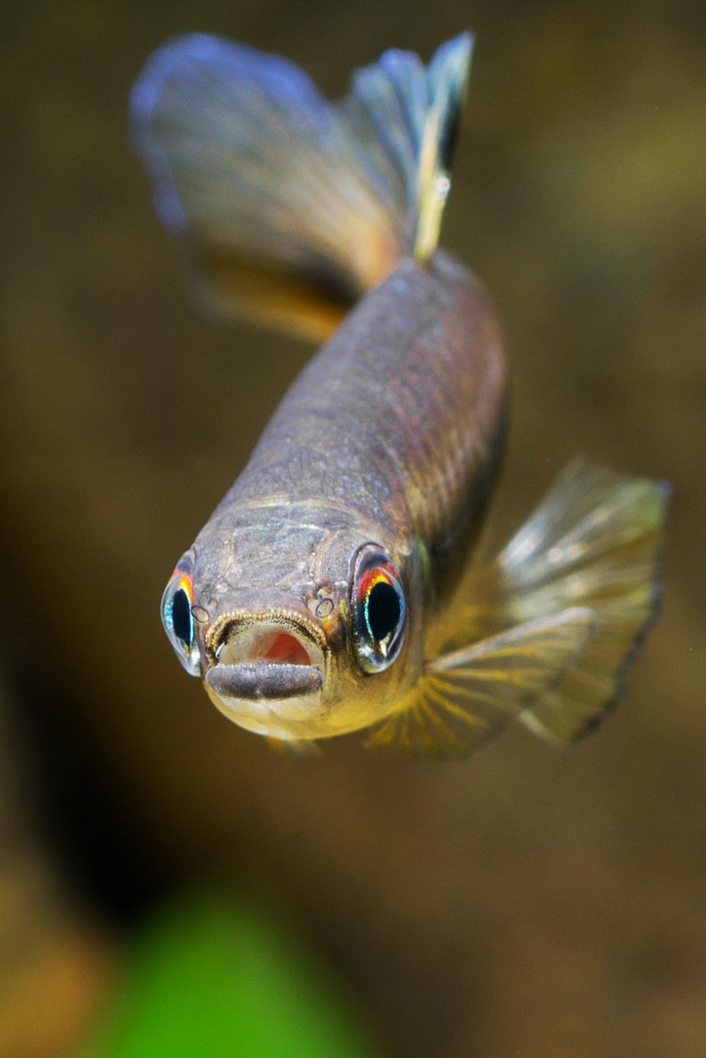 cta 手机游戏_手机游戏平台_手机游戏捕鱼