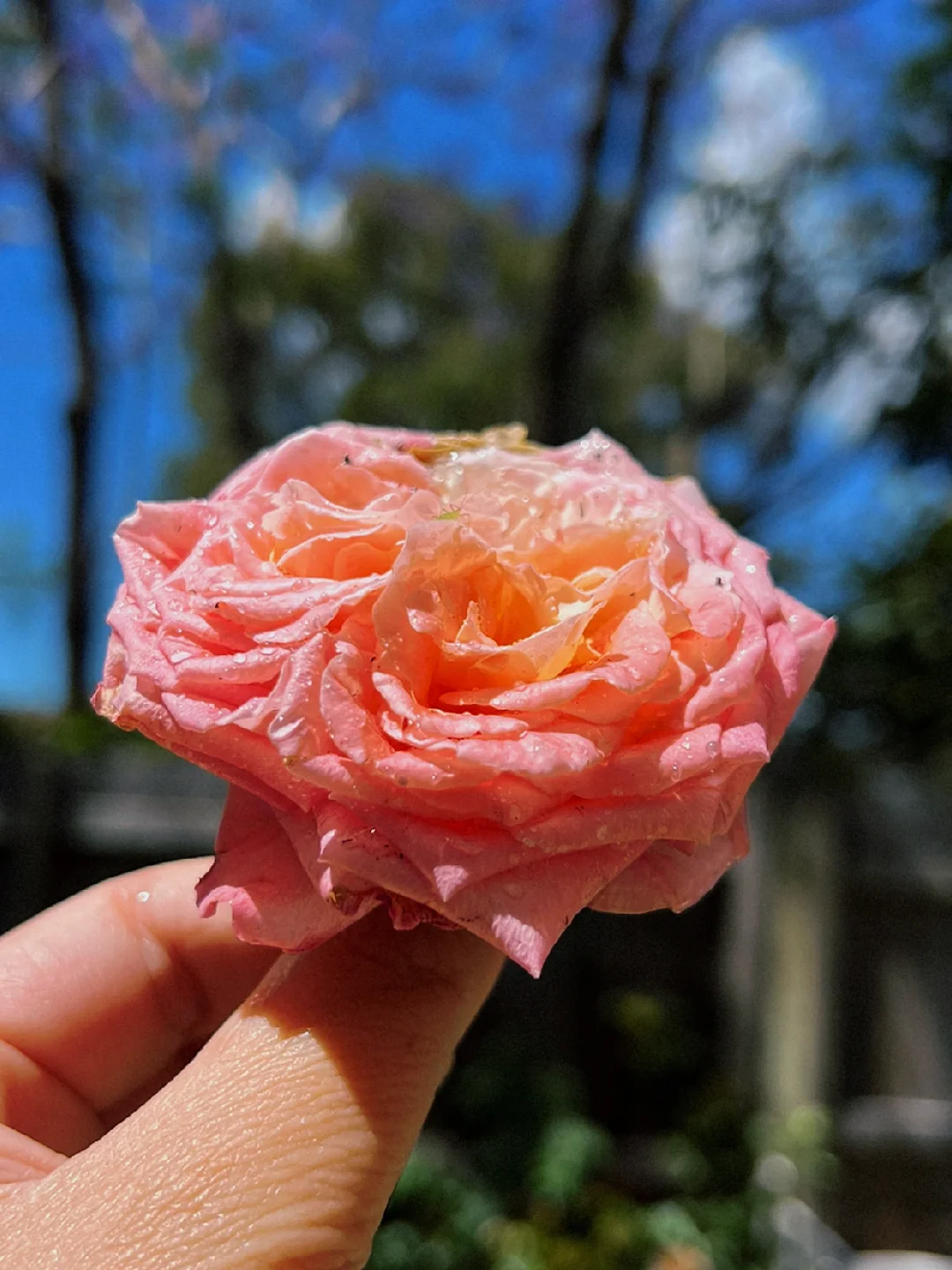 白白霜焕彩型白还是亮白型白_莉莉白_张莉莉