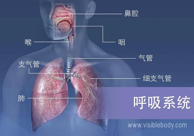 手机游戏捕鱼_creaks手机游戏_手机游戏推荐