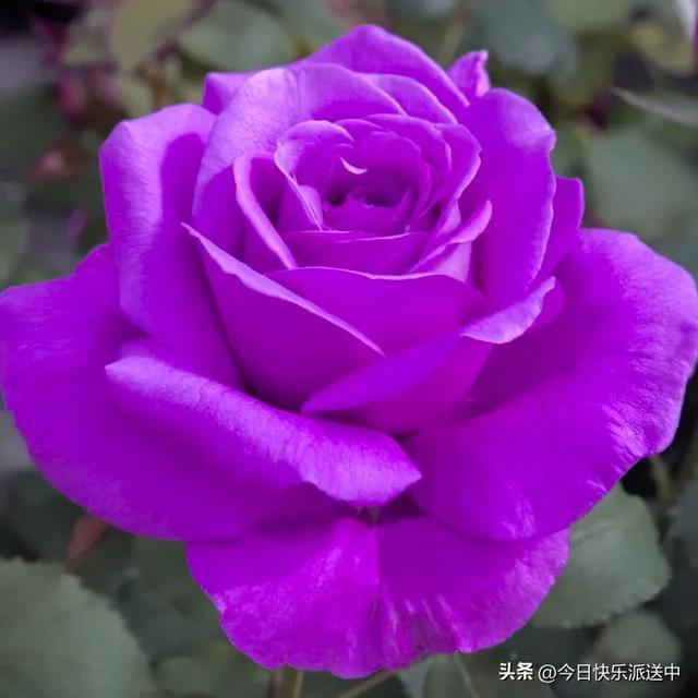 阿莎蕊雅_阿沙蕊雅呢_阿莎蕊雅去哪了