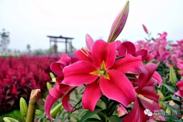 百合铃_百合铃_百合铃