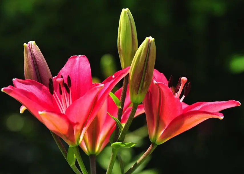 百合铃_百合铃_百合铃