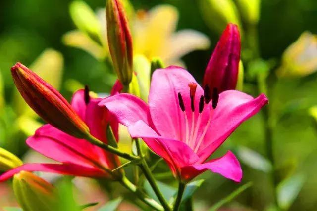 百合铃_百合铃_百合铃