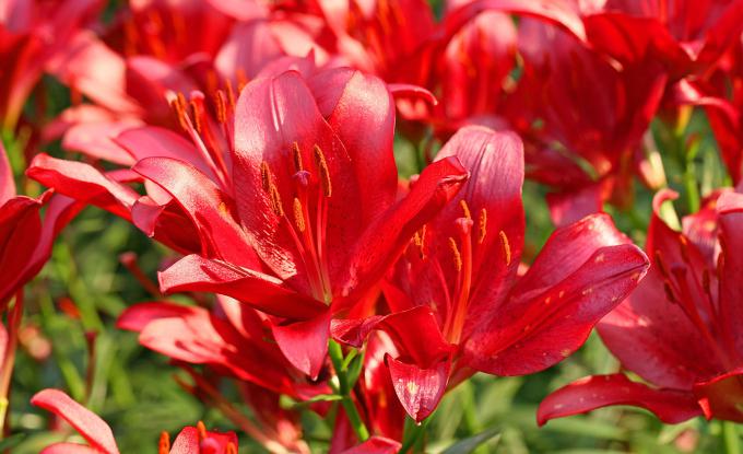 百合铃_百合铃_百合铃