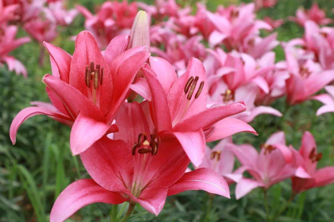 百合铃_百合铃_百合铃