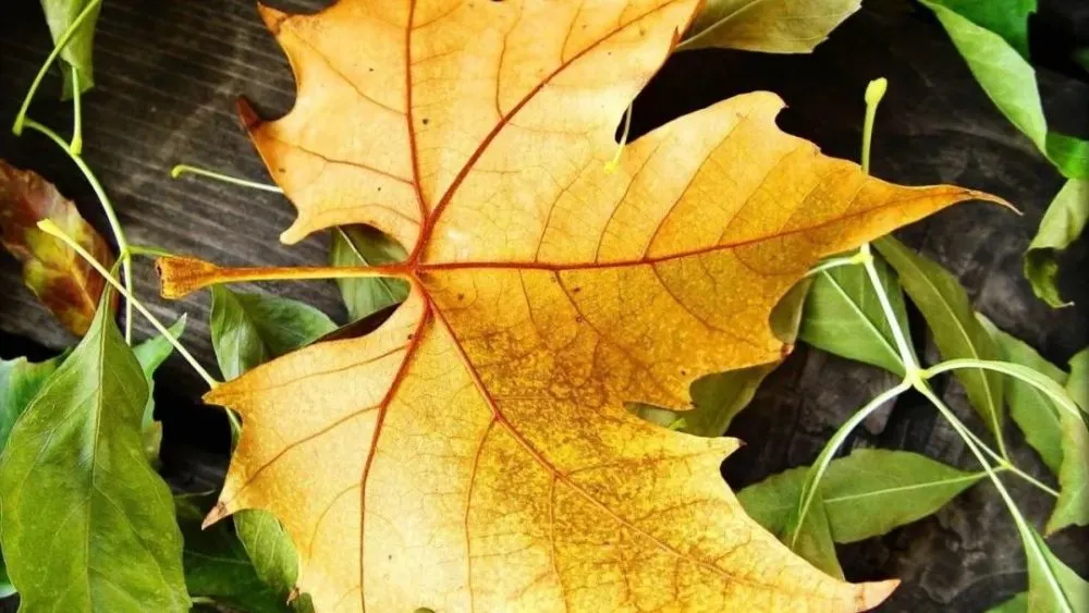 字体查看器下载_字体查看器手机版_linux查看字体