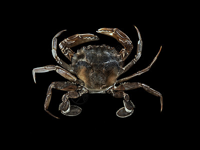 湄公河行动1080p下载_行动目标希特勒1080p_黑蟹行动1080p