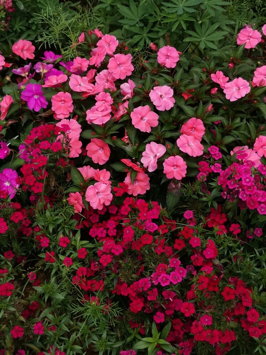 佐仓爱里手机壁纸_佐仓爱里_佐仓树里丰满人体