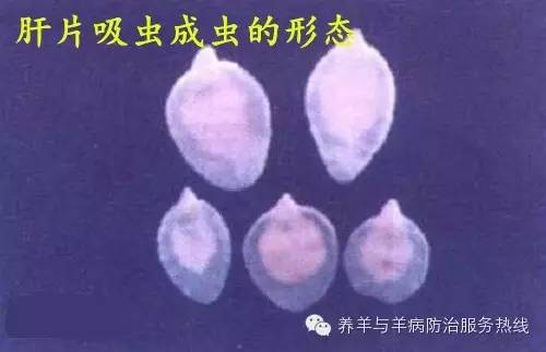 寄生虫之_寄生虫中文_寄生虫epg