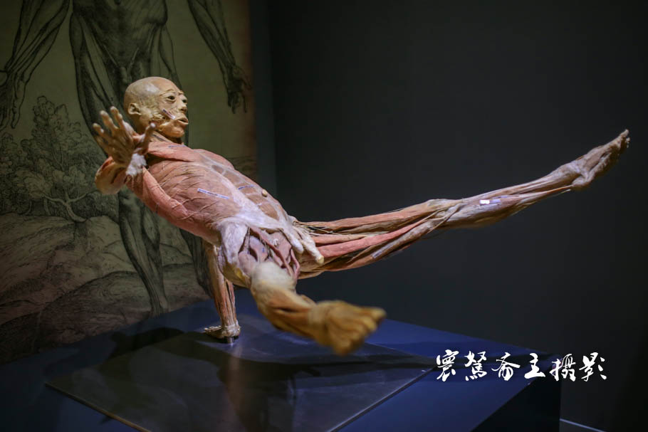 复制子_复制子和复制起点的区别_复制子是什么