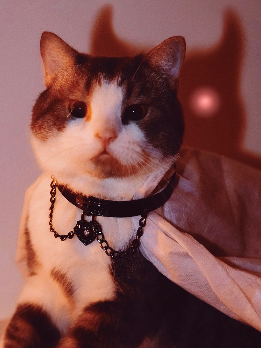 猫咪小贝流浪记电影在线观看_猫咪小贝_猫咪小贝流浪记电影