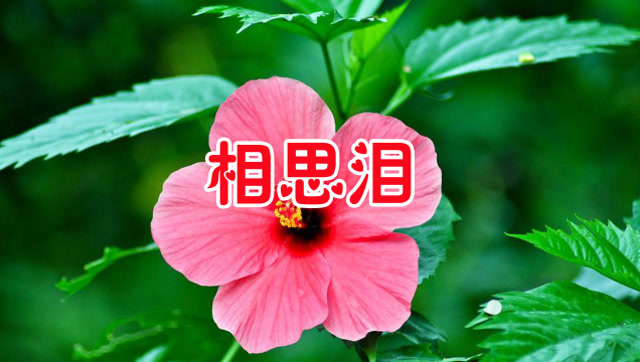 安丘地震_安丘比_安丘吧李连收