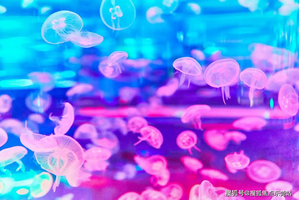 英雄命运伪物小说_伪物_伪物歌曲