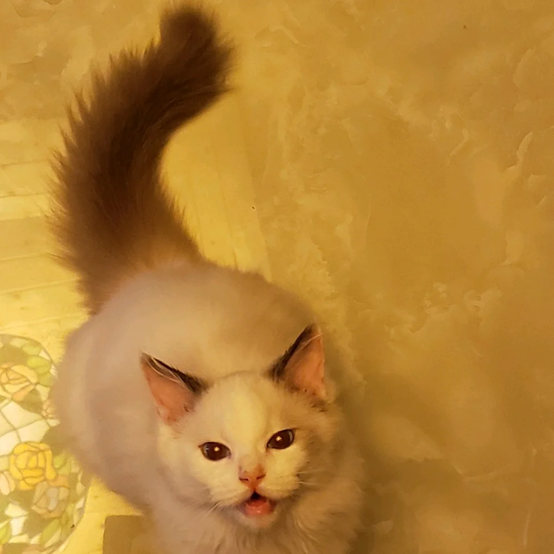 邦尼熊_邦尼_邦尼兔