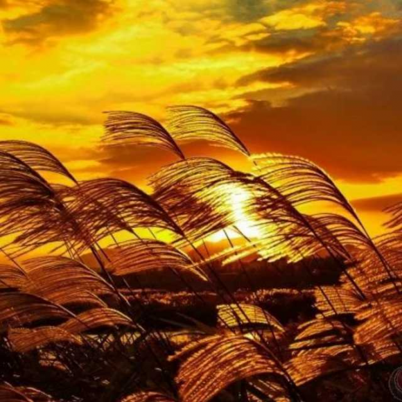 樱舞落花恋模样路线可攻略角色_樱舞落花恋模样几个结局_樱舞落花恋模样