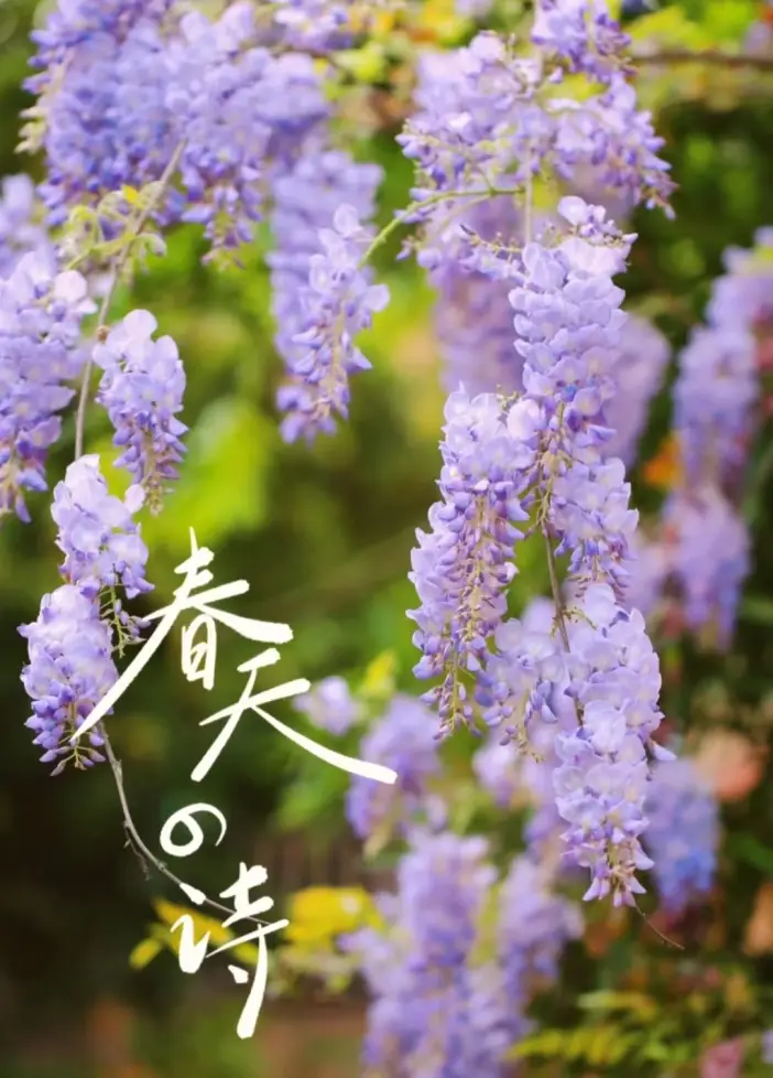 樱峰科技有限公司_樱峰学园游戏_七峰樱
