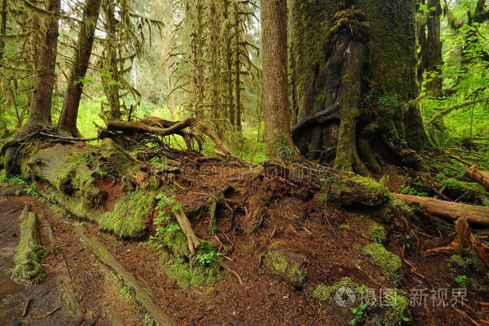 蛇骨_潘多拉蛇骨链_蛇骨链辟邪吗