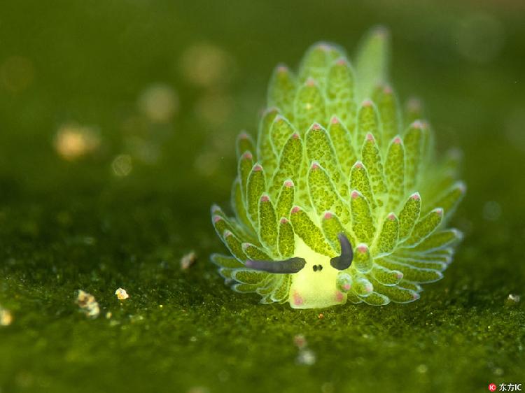 海蓝钢板动漫_海蓝钢板_海蓝钢板是什么意思
