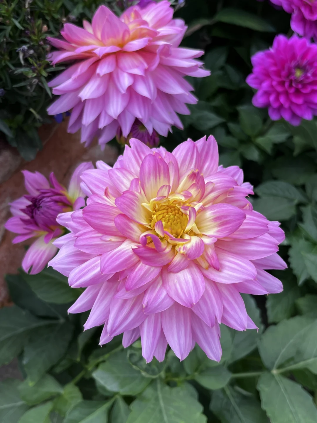 泽西_泽西女孩_泽西恶魔