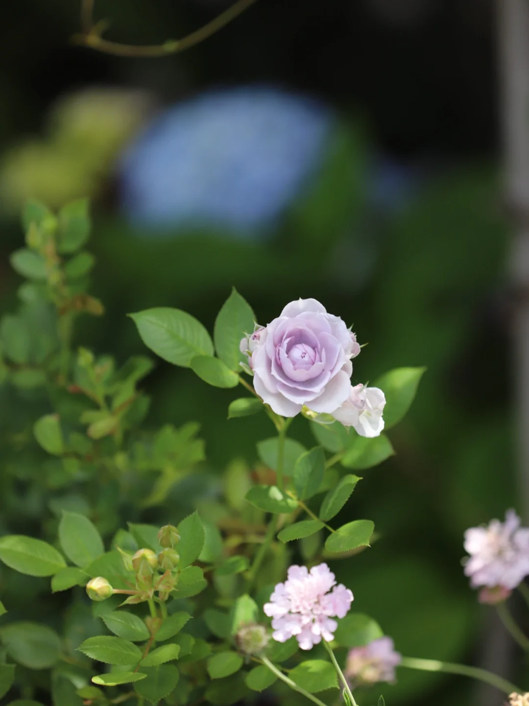 奈伊茜属于什么档次_依媛奈绪_奈绪美唱的歌