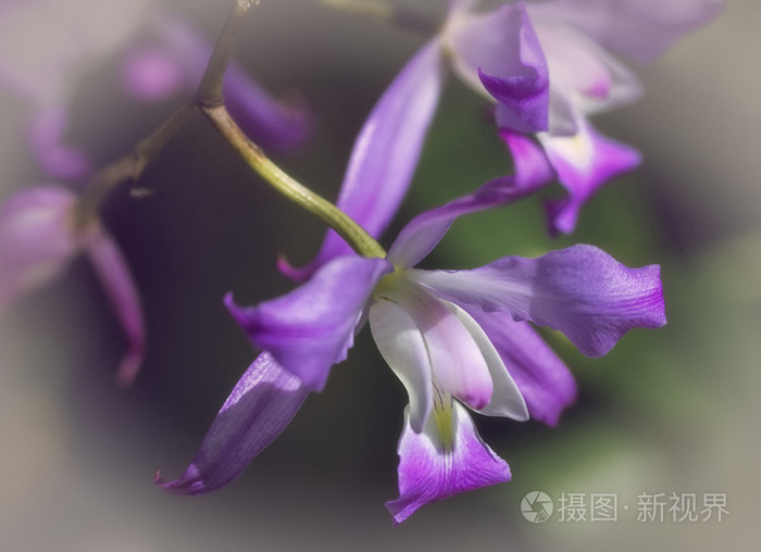 摄影手机游戏推荐_3636游戏手机摄影_可以玩摄影的游戏