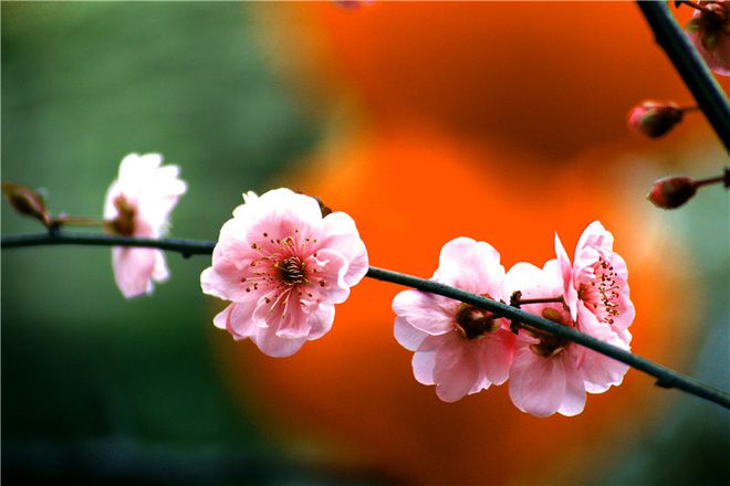 维多利亚23.04秘籍_维多利亚23.04_维多利亚23.03秘籍