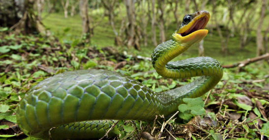 手机游戏小窗口模式在哪里设置_手机游戏小窗口怎么设置_wince手机小游戏