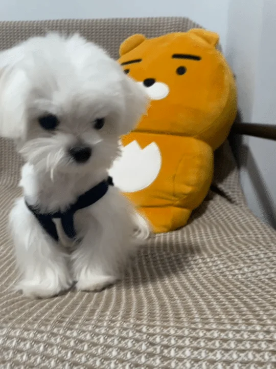 各家手机游戏帧率一样吗_手游帧率软件_帧率游戏